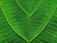 柳经典的句子