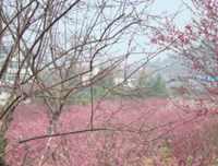 杂的优美句子