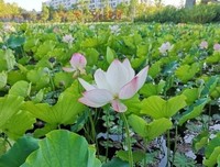 关于李浔名人名言