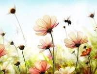 心中有花见花开