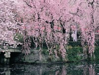 桃花节教育情：课堂九问