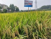 有关袁创的名言