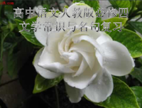 最全的关汉卿名言
