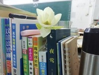 关于爱上一朵花的优美句子