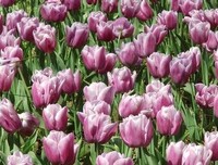 最经典的《樱花落海洋2》经典句子