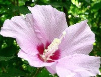 槿花好词好句