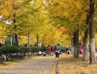 最全的《恨不相逢未剃时》佳句摘抄