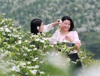 关于 夏花 般的名言