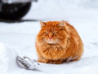 乞到和钱扎姜的雪的句子