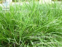 关于菖蒲名言大全