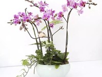  经典短篇：一束花 