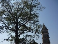 最全的《小楼传说》佳句摘抄