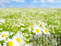 最全的殿前欢的名言