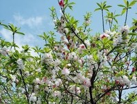 《陌上花开，可缓缓归矣。》的句子