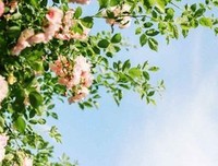 《倪寒》的句子