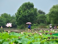 关于水秀的座右铭