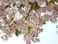 关于顾城的名言名句