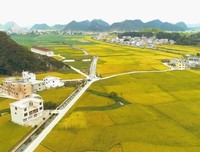 奔向金黄的稻田