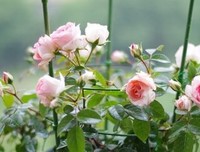 我剪下一朵月季花