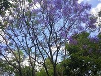 蓝花楹，这是只属于我的秘密句子大全