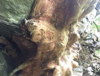 关于老庄的座右铭
