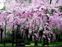 樱花坠落句子大全