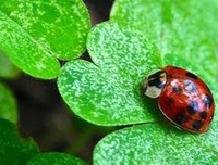  上种以叶草的幸运经典的句子