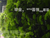 关于成走军你一年的句子
