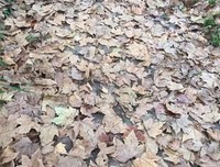 关于风雨潇潇的句子