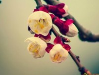 夜落花台﹌雨份飛″的优美句子