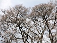 小岩井的名言