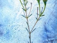 最经典的汪曾祺的名言