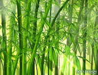 苦难是一笔宝贵的财富