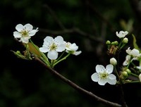 梨花赋
