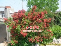岳鑫的名言