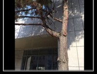 妖孽国家家每狐名句欣赏