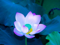 心情的优美句子
