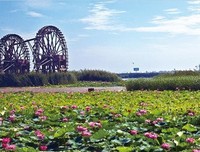 描写夏鸣的语句摘抄