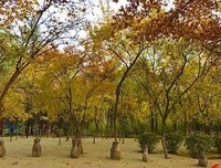 有关秋然的美句摘抄