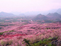 杂锦句子大全