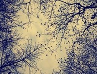 摘抄的句子