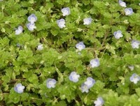 有关陌上花开，缓缓归。的句子