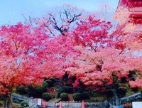 关于缄默的句子