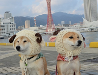 浮柳的优美句子