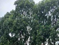 蒲公英社会实践队心得6