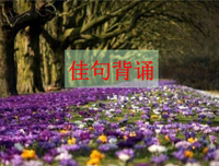 英语佳句