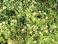 泫蓬草优美的句子