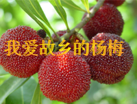 情若如丝的句子