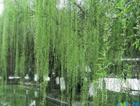 有关。的句子