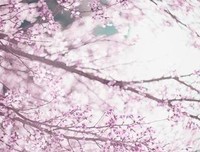 转而不╭ァ一多才他苍凉句子